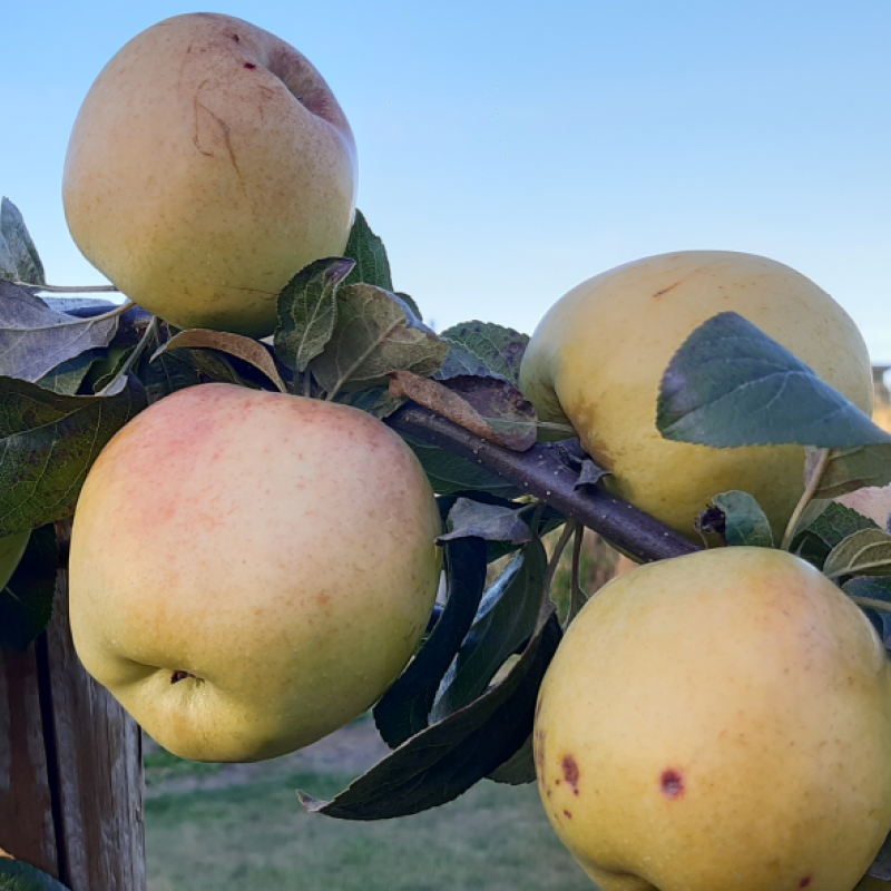 Ekologiški Antaniniai obuoliai