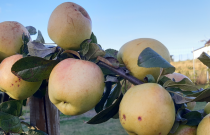 Tvariai užauginti Antaniniai obuoliai