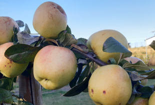 Tvariai užauginti...