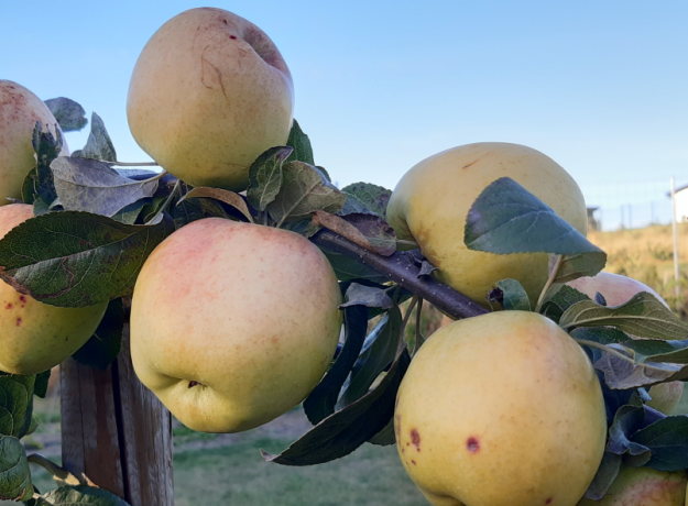 Ekologiški Antaniniai obuoliai