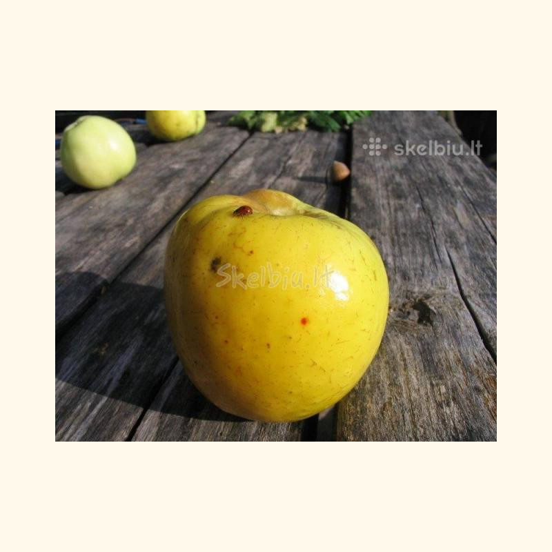 Ekologiški obuoliai „Paprastasis antaninis“