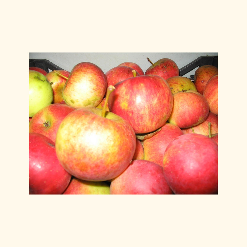 Obuoliai „Auksis“