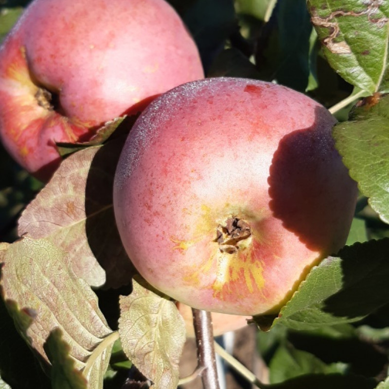 Ekologiški rudeniniai obuoliai