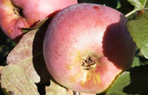 Tvariai užauginti rudeniniai obuoliai