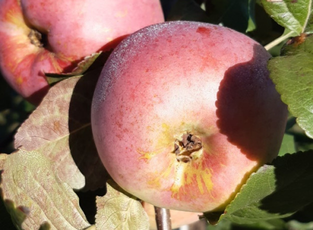 Ekologiški rudeniniai obuoliai