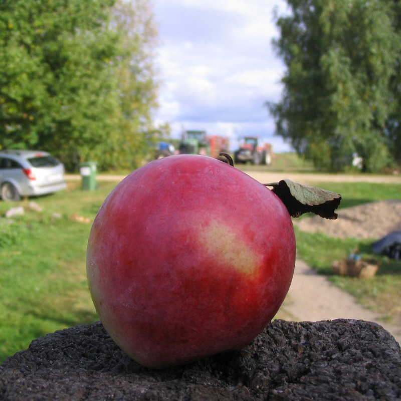 Ekologiški obuoliai „Delikates“
