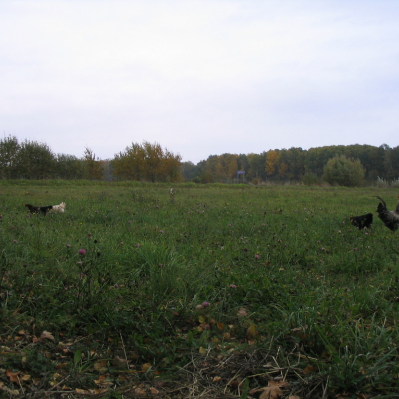 Laisvai besiganančių vištų kiaušiniai