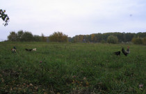 Laisvai besiganančių vištų kiaušiniai