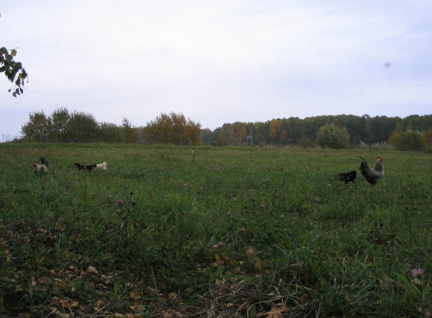 Laisvai besiganančių vištų kiaušiniai
