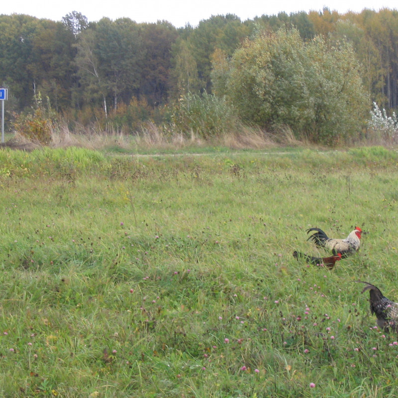 Laisvai besiganančių vištų kiaušiniai