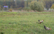 Laisvai besiganančių vištų kiaušiniai