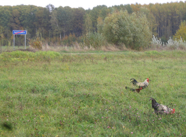 Laisvai besiganančių vištų kiaušiniai