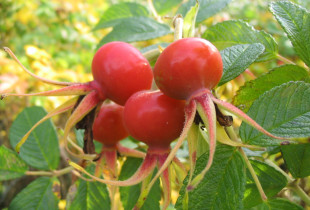 Erškėtrožių vaisiai