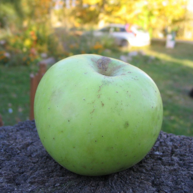 Ekologiški obuoliai „Koštelė“