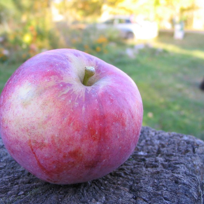 Ekologiški obuoliai „Florina“ (žieminiai)