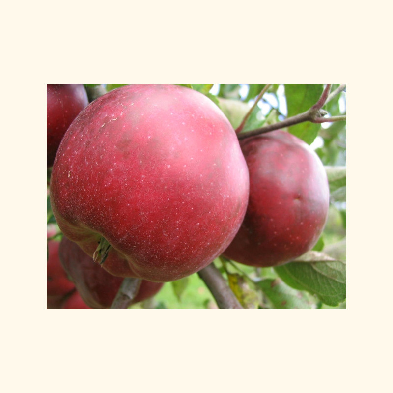 Ekologiški obuoliai „Alva“ (žieminiai)