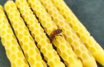 Bičių vaško žvakė „Koriukas plonasis”