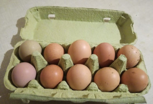 Laisvai besiganančių vištų...