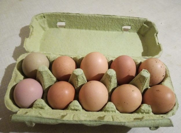 Laisvai besiganančių vištų kiaušinių pakuotė