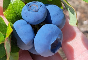 Lietuviškos šilauogės