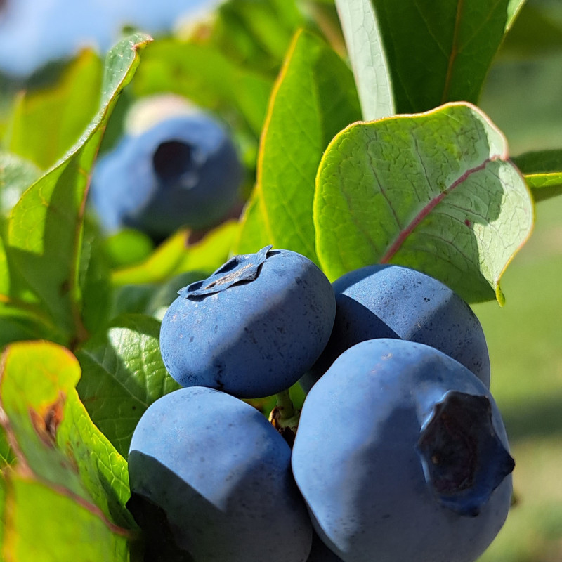 Lietuviškos šilauogės