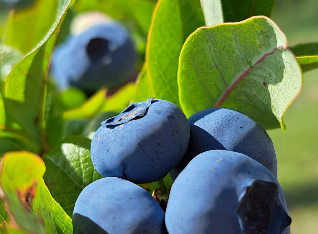 Lietuviškos šilauogės