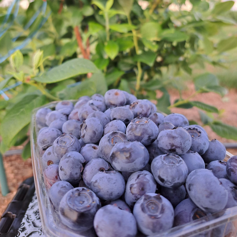 Lietuviškos šilauogės