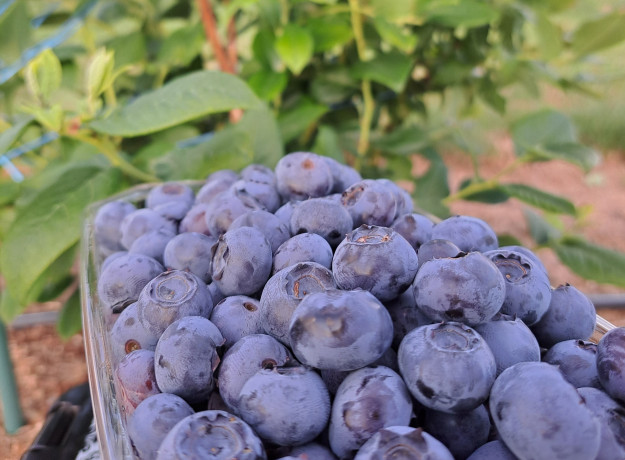 Lietuviškos šilauogės