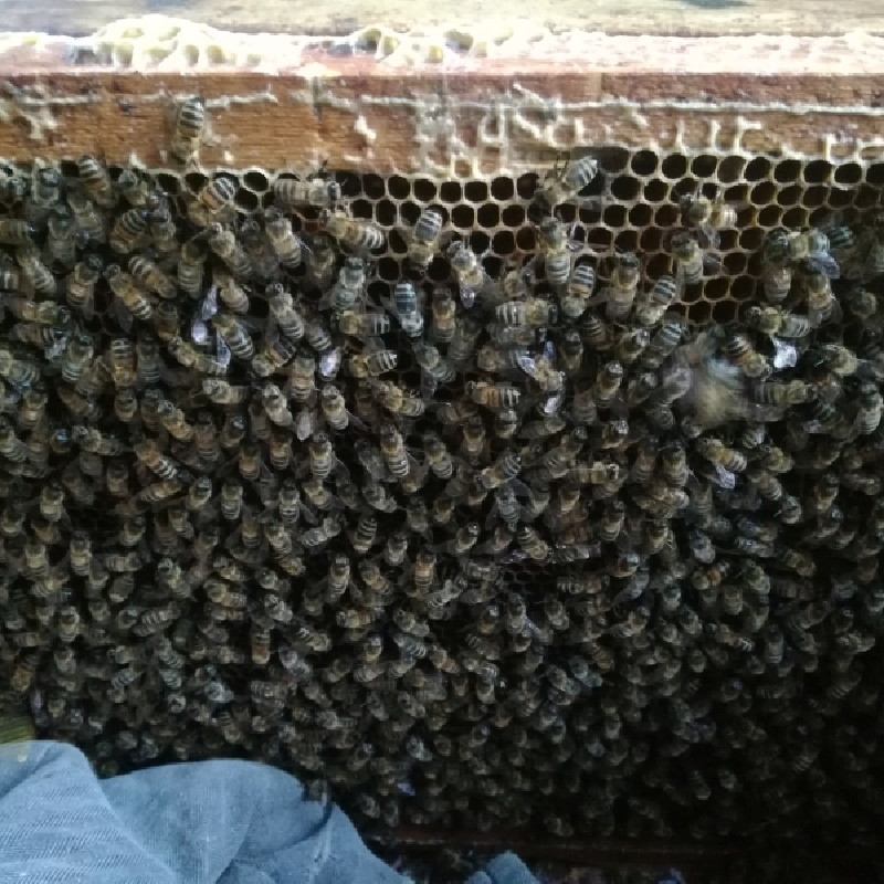 Pievų medus (vasaros įvairių žiedų iškoptas 2022 m. rupj. mėn.)