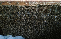 Pievų medus (vasaros įvairių žiedų iškoptas 2022 m. rupj. mėn.)