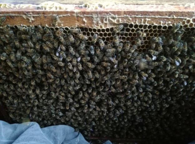 Pievų medus (vasaros įvairių žiedų iškoptas 2022 m. rupj. mėn.)