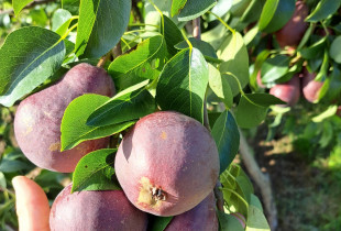 Tvariai užaugintos kriaušės