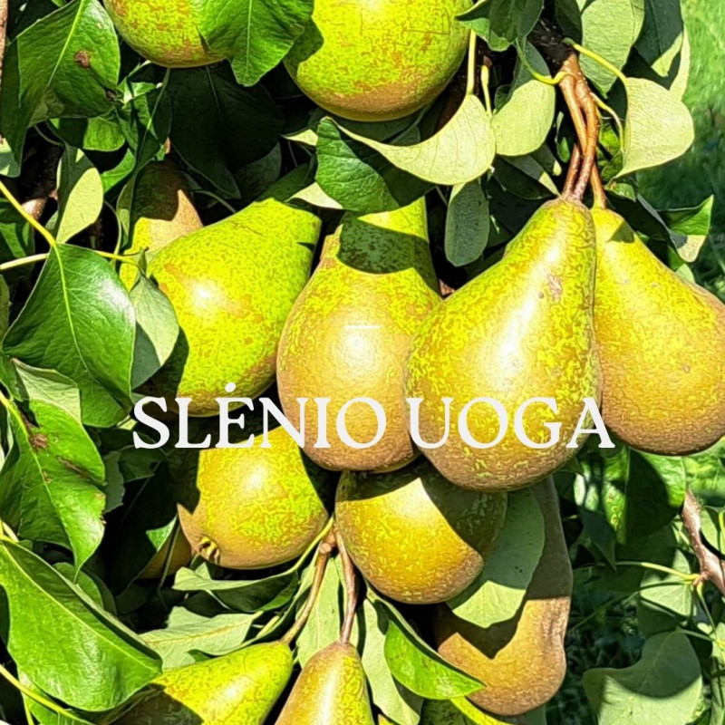 Kriaušės Konferencinė