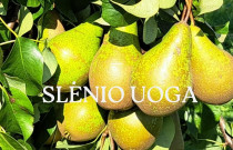 Kriaušės Konferencinė