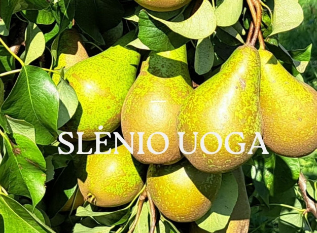 Kriaušės Konferencinė