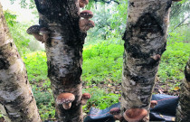 Džiovinti šitake grybai 50 g