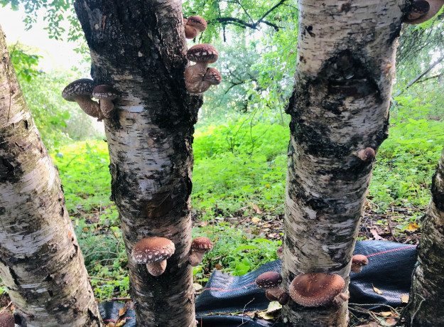 Džiovinti šitake grybai 50 g