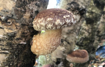 Džiovinti šitake grybai 50 g