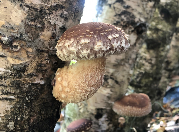 Džiovinti šitake grybai 50 g