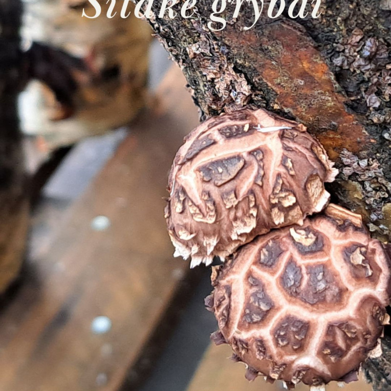 Ant rąstelių auginti grybai shiitake (Valgomasis Dantenis), 300 g