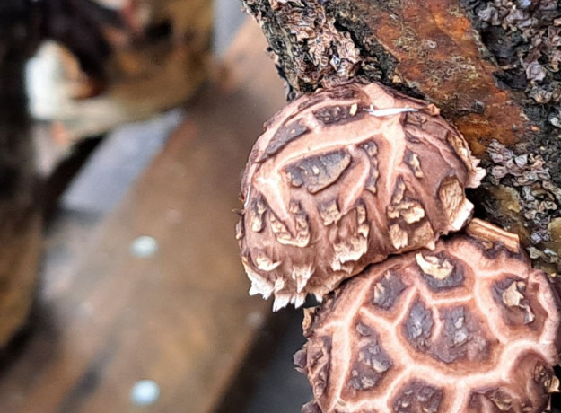 Ant rąstelių auginti grybai shiitake (Valgomasis Dantenis), 300 g