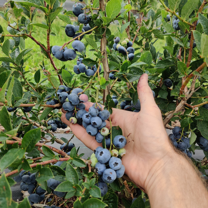 Šilauogių milteliai 50 g