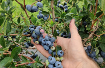 Šilauogių milteliai 50 g