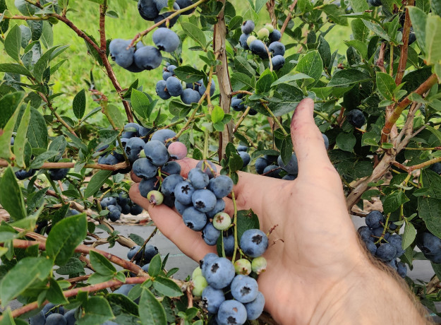 Šilauogių milteliai 50 g