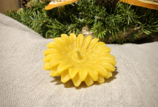 „Gerbera plaukianti” -...