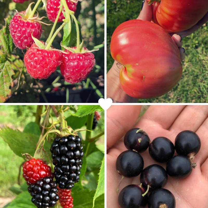 Rinkinys (skanu+sveika)