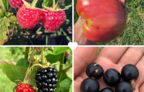 Rinkinys (skanu+sveika)