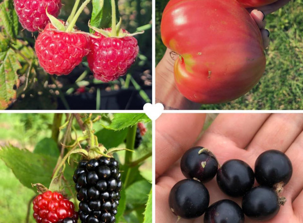 Rinkinys (skanu+sveika)