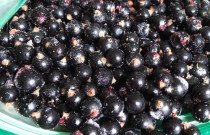 ŠALDYTI juodieji serbentai