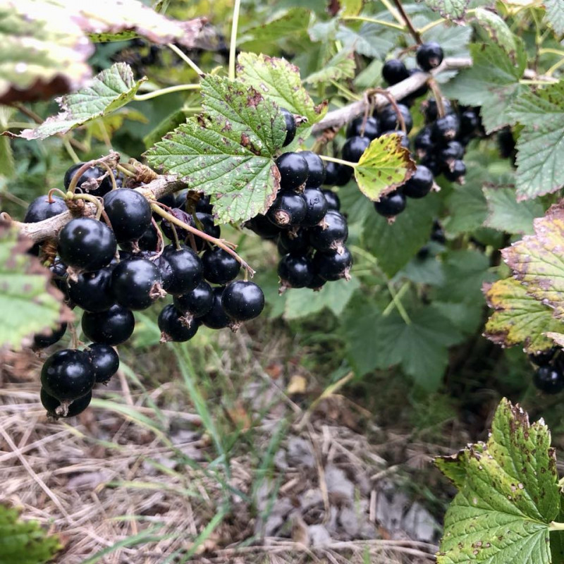 ŠALDYTI juodieji serbentai
